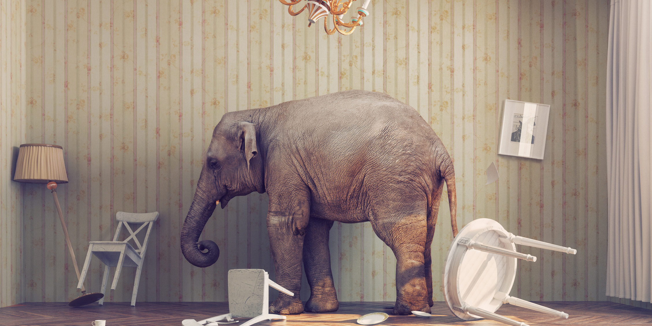 a elephant in a room